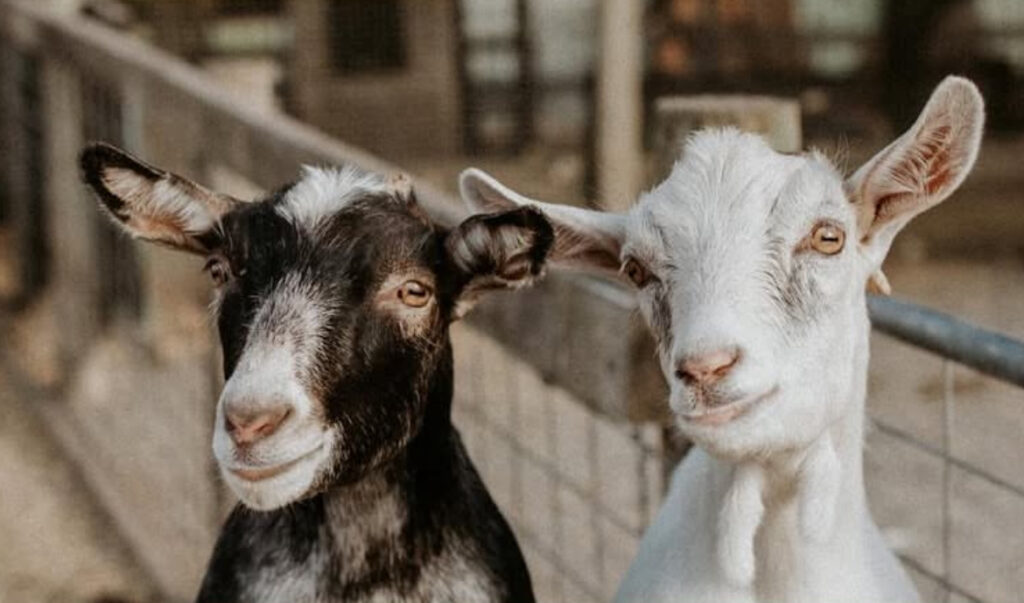 two goats at a farm 